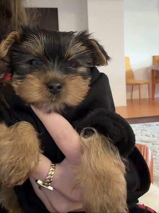 Yorkshire Terrier Toy