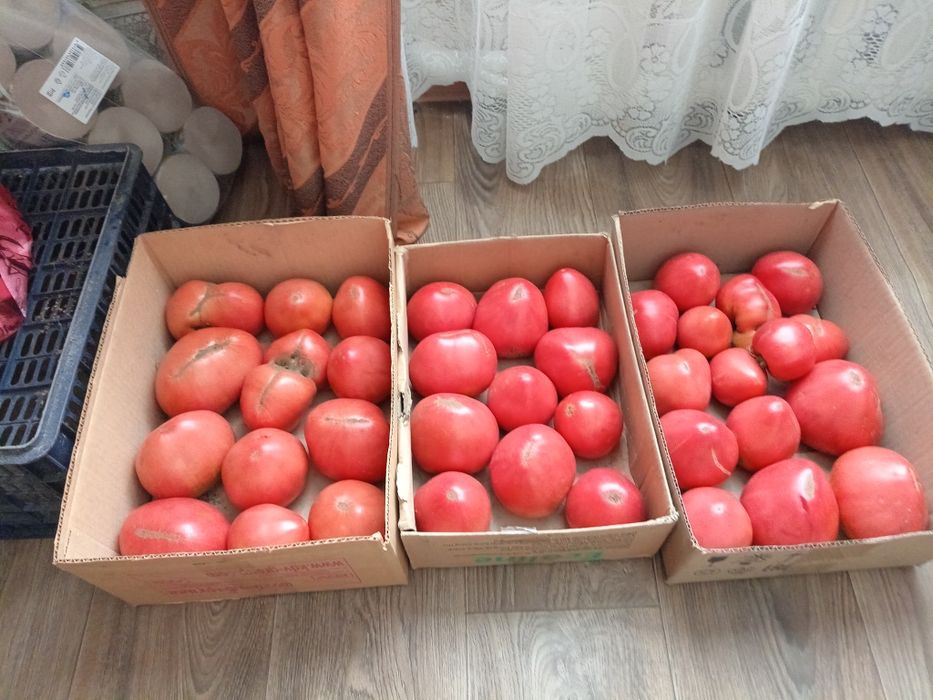 Продам домашние помидоры