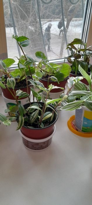 Комнатные цветы  разные. Недорого.