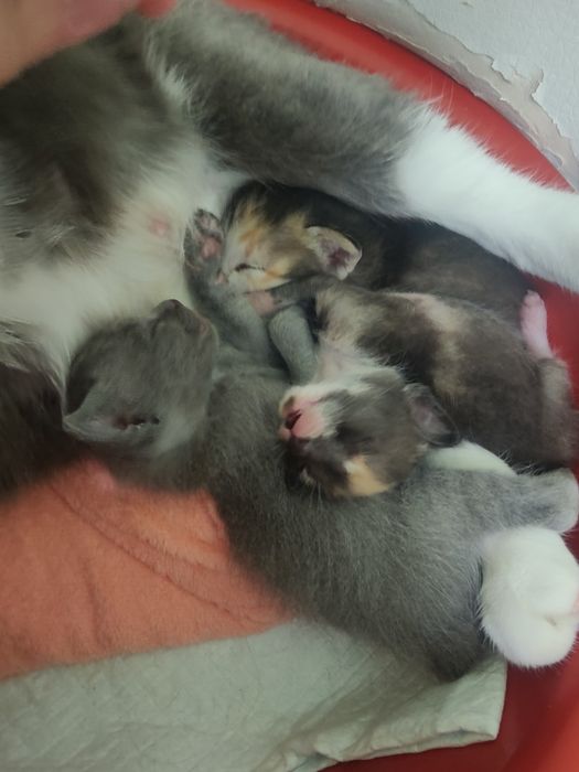 Котята бесплатно, 1 мальчик, 2 девочки