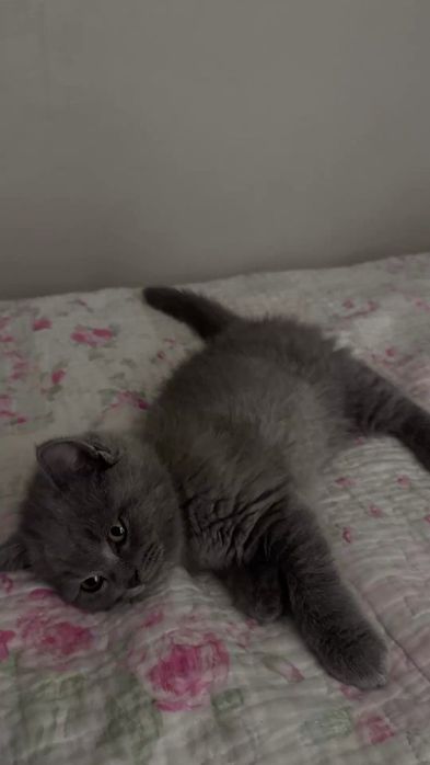 Шотландские котята