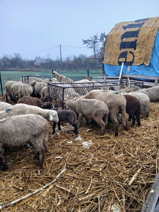 Oi gestante de vanzare