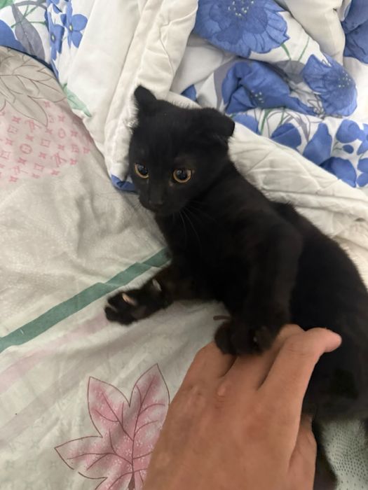 красивый котенок