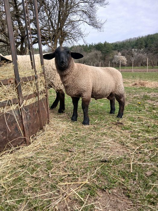 Vand berbecuti suffolk