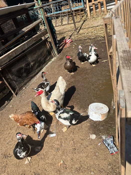 Срочно сатилады индаутка