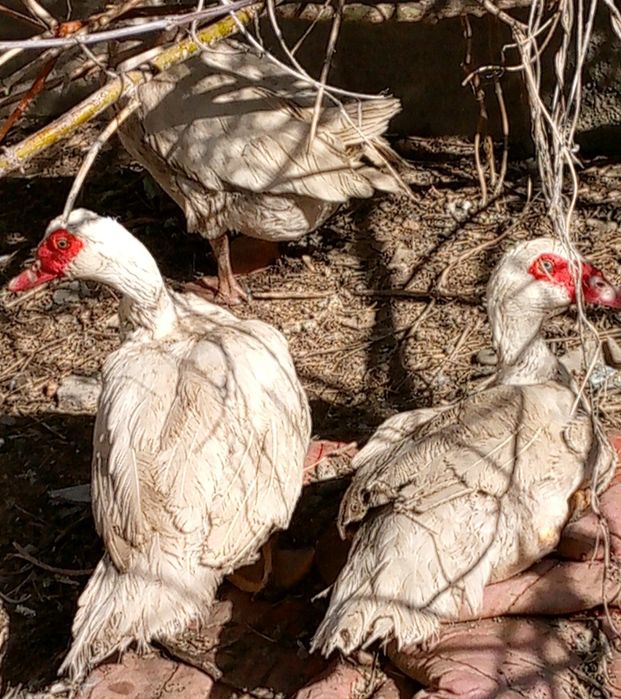 Продаю селезней шипунов