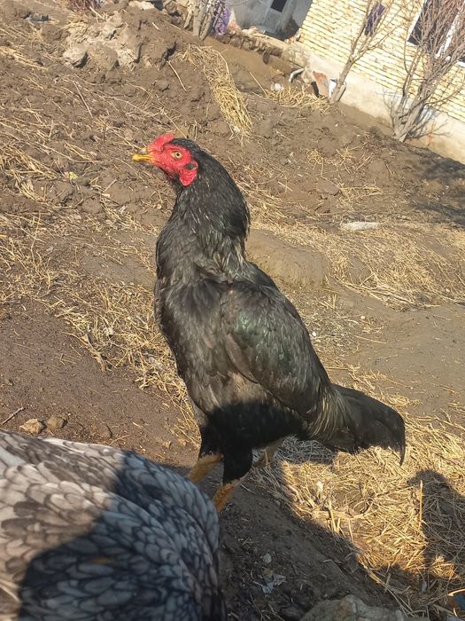 Куланги ёш соғлом