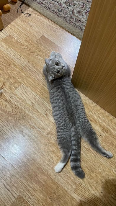 Отдам бесплатно кошек