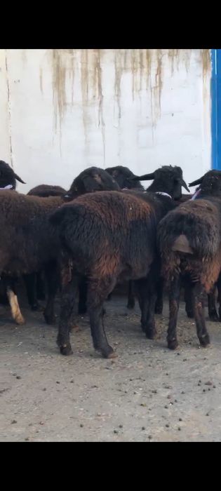 Ұрғашы тоқтылар сатылады