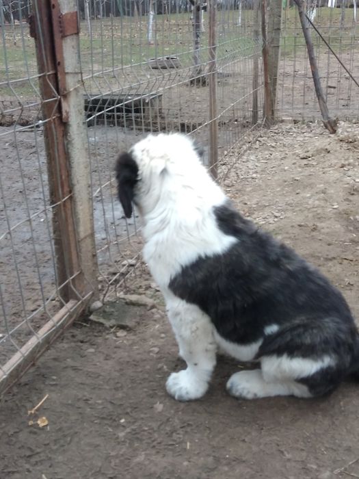 Femelă de Asia Centrala