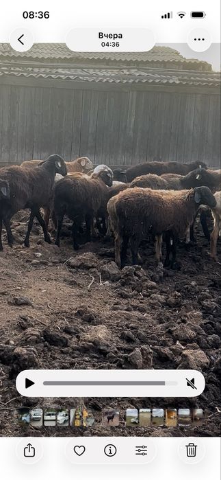 Продам багланчиков