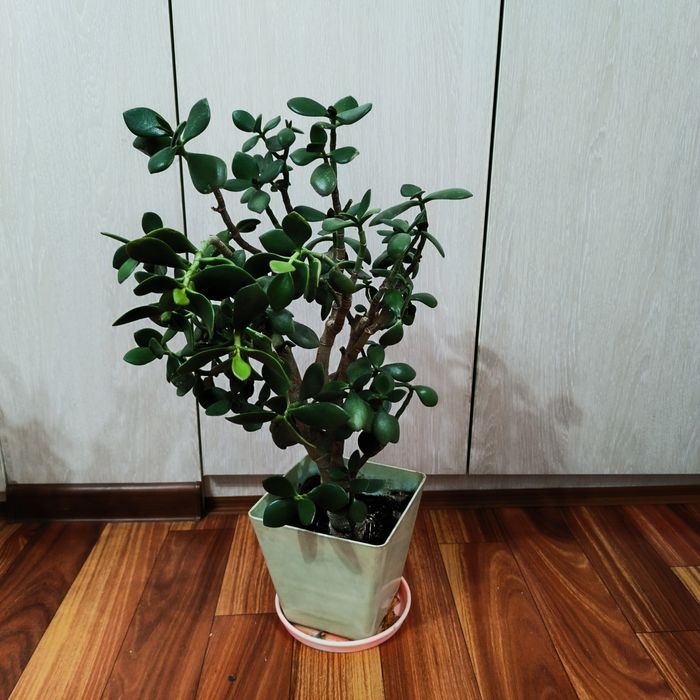 Комнатные растения -Денежное дерево