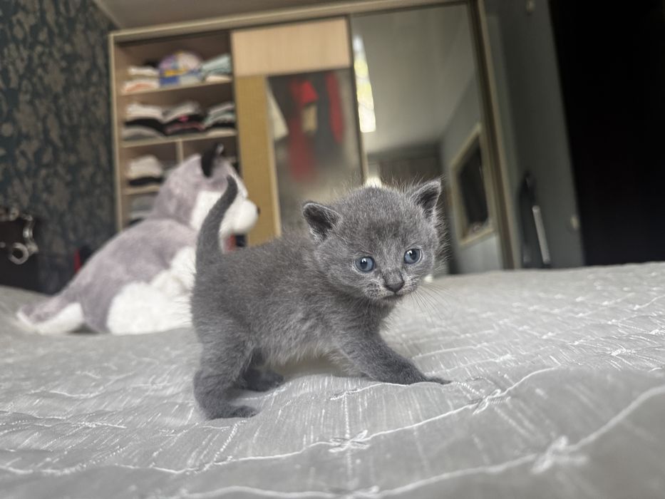 Продам котят британцев