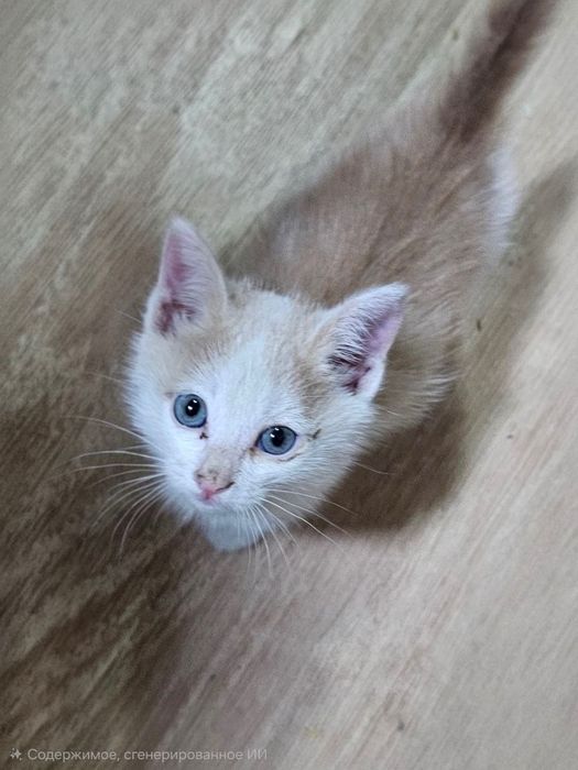 Котёнок, отдам даром