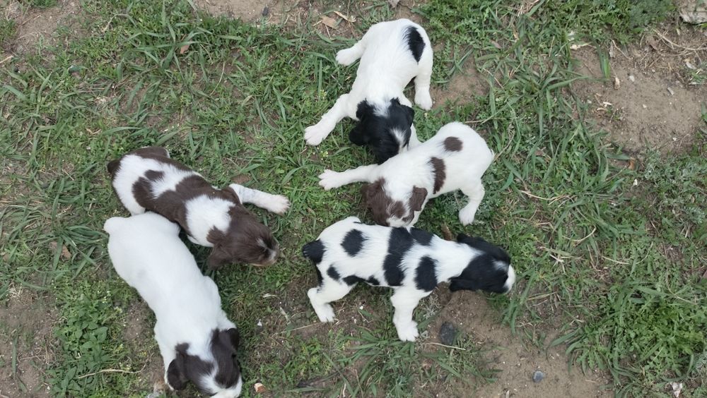 Щенки русского спаниеля !