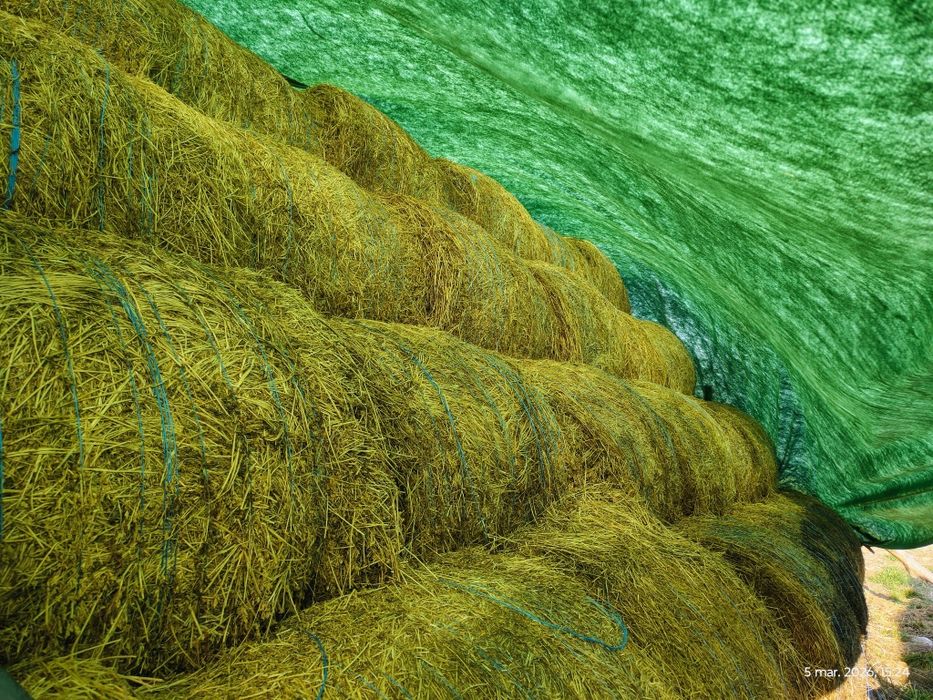 Baloți lucerna coasa a 4 a și baloți paie