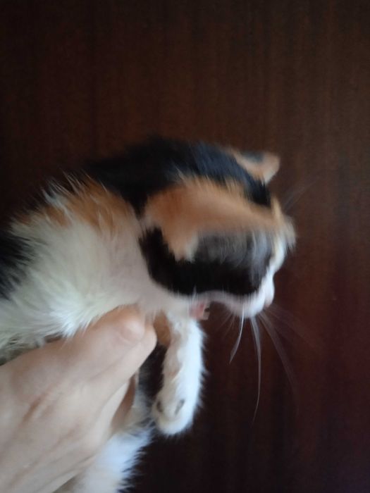 Красивые котята -девочки, 3 месяца.