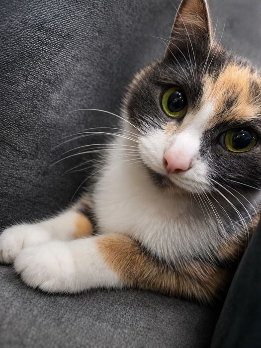 Трехшёрстная кошечка