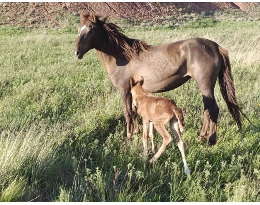 Құлынды бие сатылады