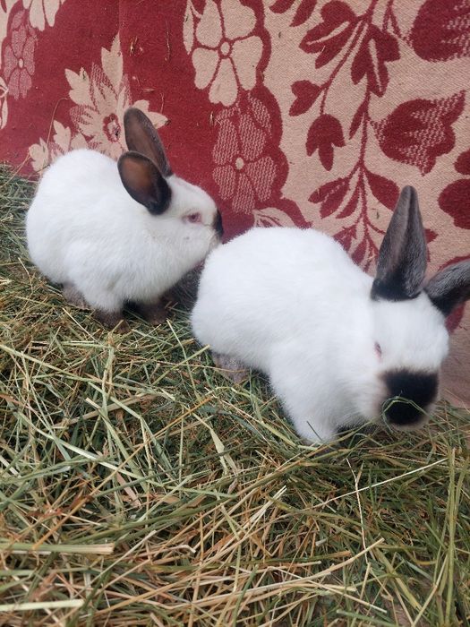 Калифорния  к,уёнлари  3 ойлик эркек соглом