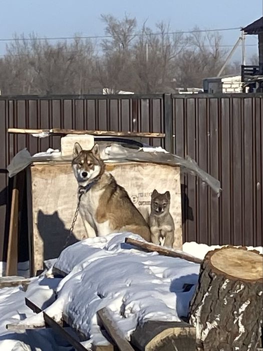 Продам щенок лайка