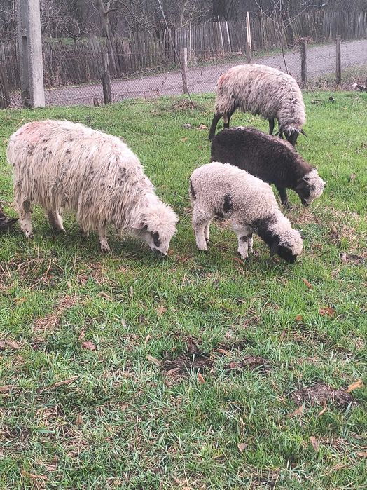 Oi tinere de vânzare ...