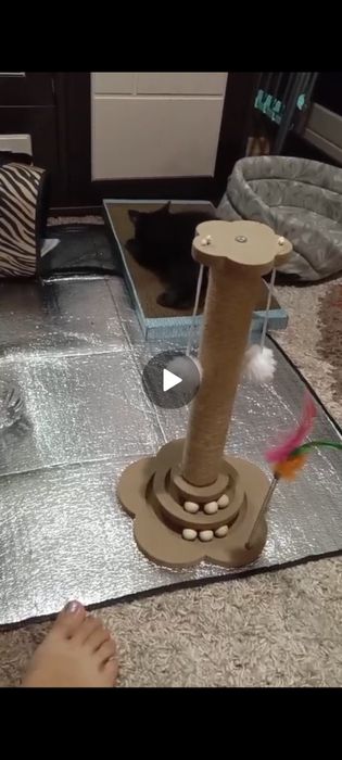 Дарю котенка,мальчик