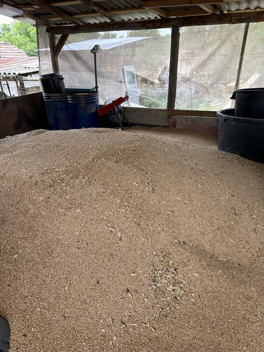 Vand triticale anul 2026