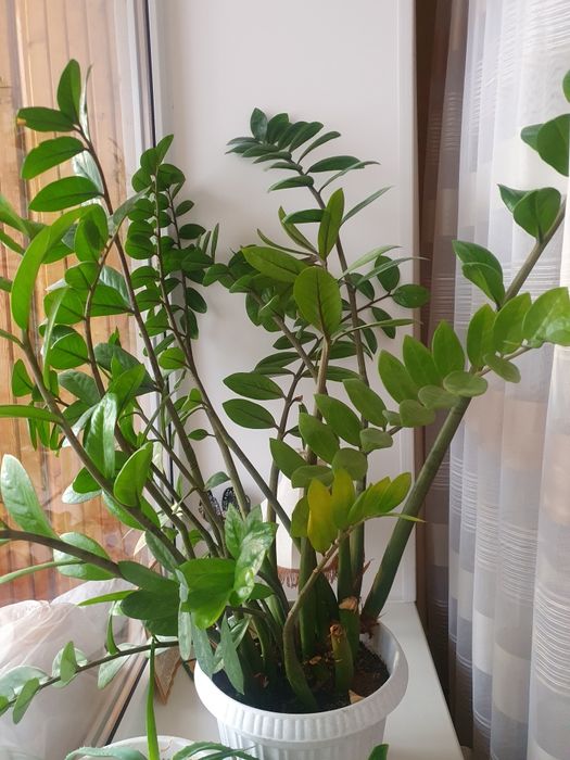 Долларовое дерево