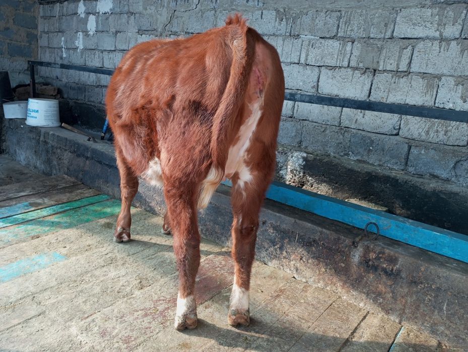 Продам жирную телку