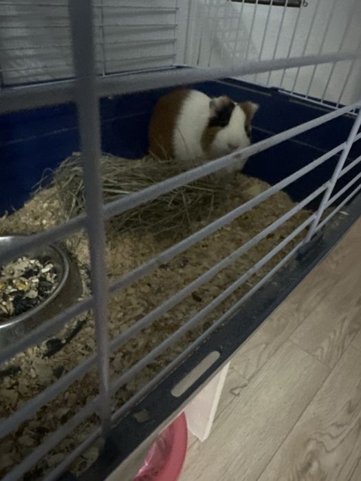 Продам морскую свинку