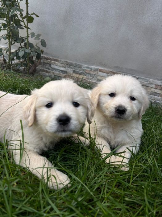 Căini  Golden Retriver