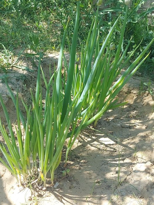 Продаем зелёный лук