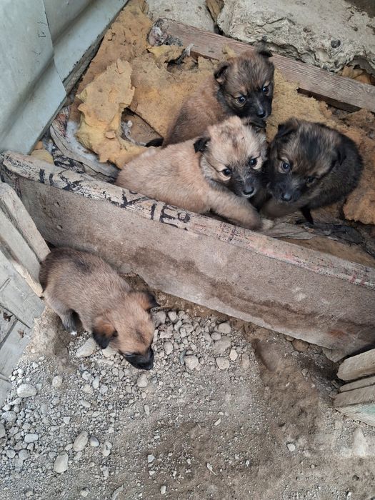 В хороших рук отдаём сабаку и щенков