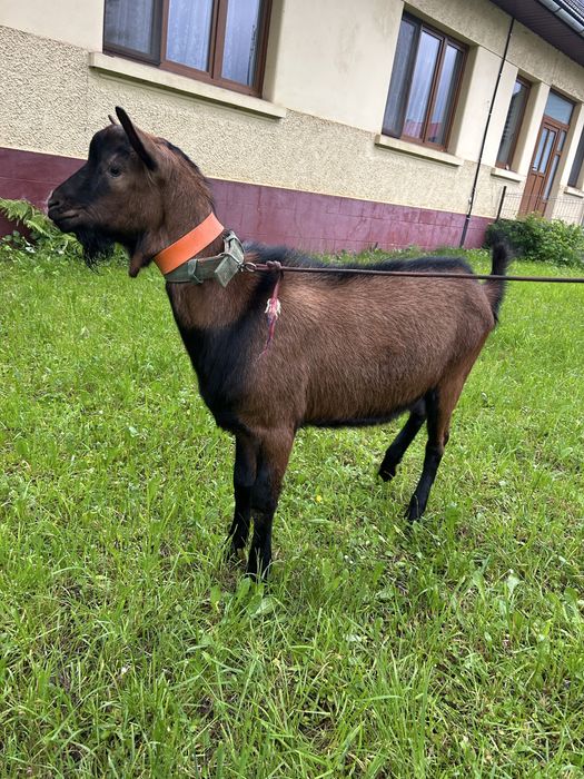 Vand țap alin fracez de 1 an fara coarne