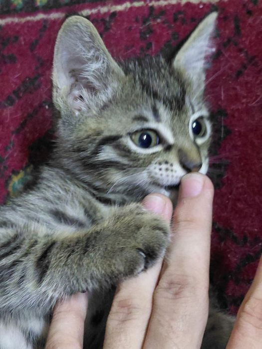 Доставлю и отдам бесплатно котенка