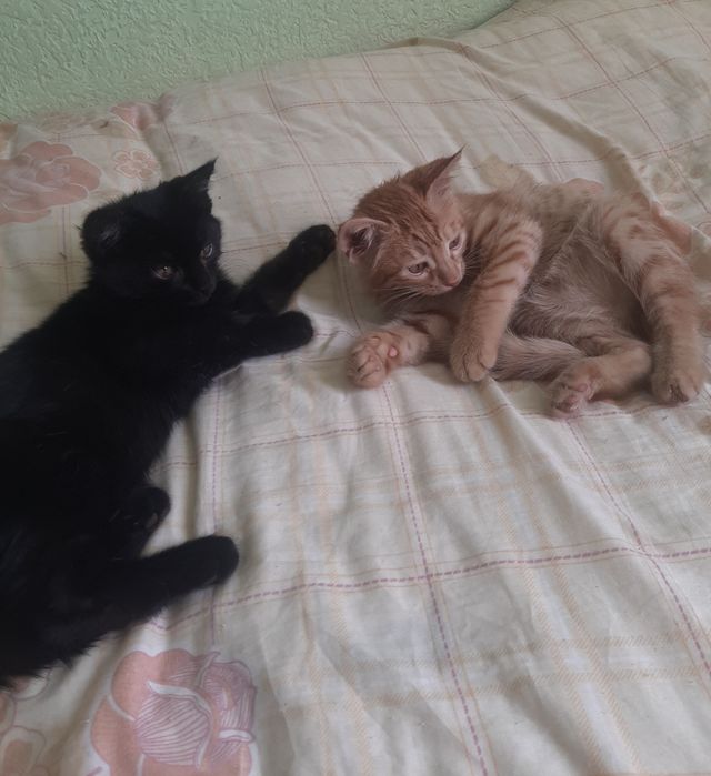 Отдам котят в добрые руки