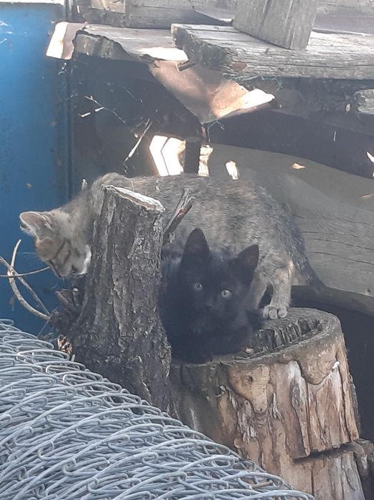 Котята в добрые руки