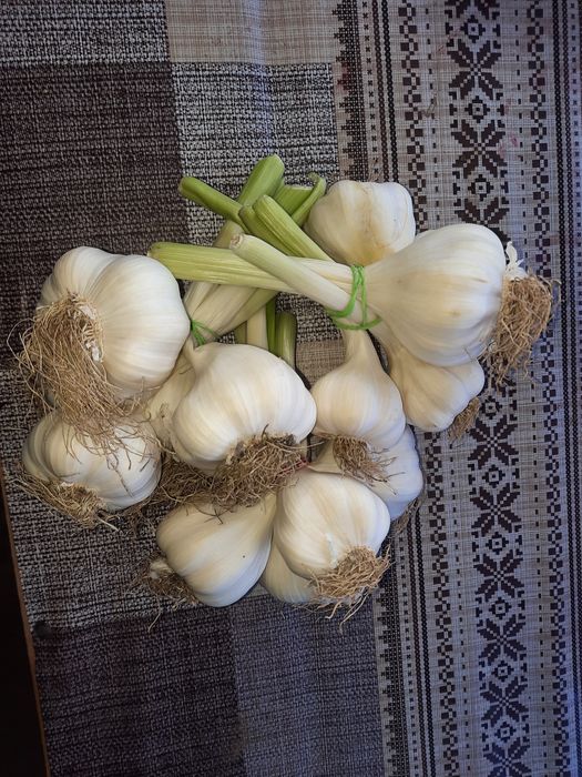 Vând usturoi romanesc, spaniol, grăunte de usturoi etc!