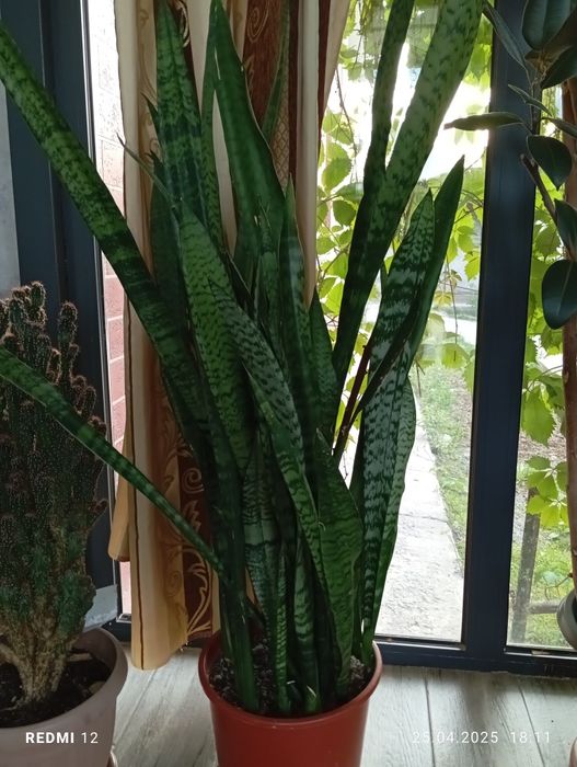 Цветы продаются цены по 7тысяч