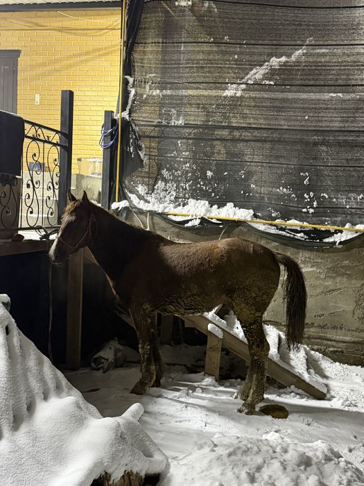 Дончак 4жасар аяақ қолы сау