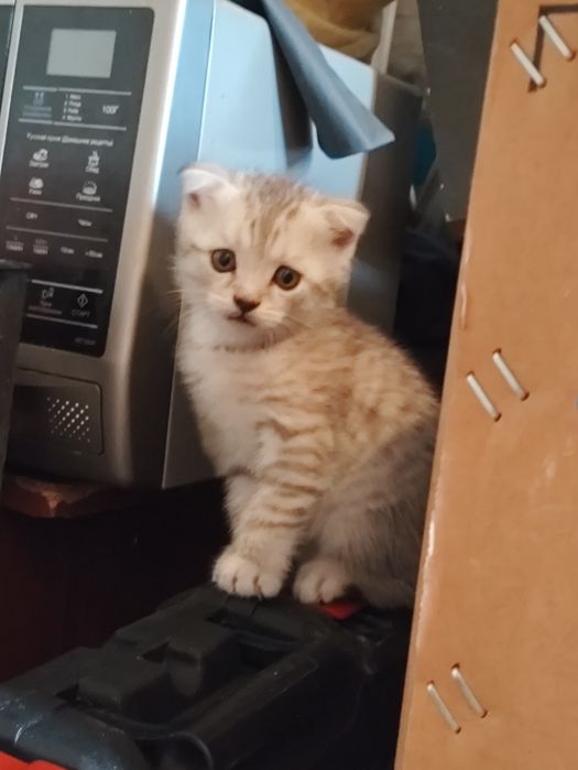шотлано-британские котята