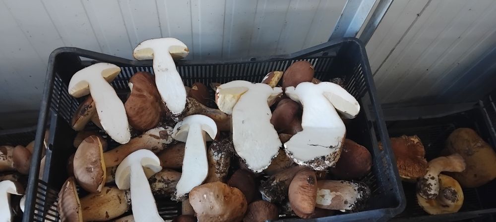 Замразени Манатарки,Горски плодове