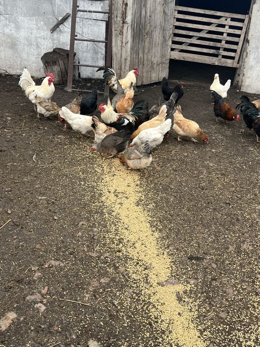 Продам домашних кур и петухов