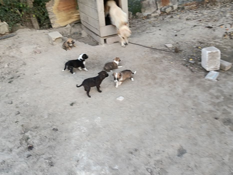 Adopți de cățeluși