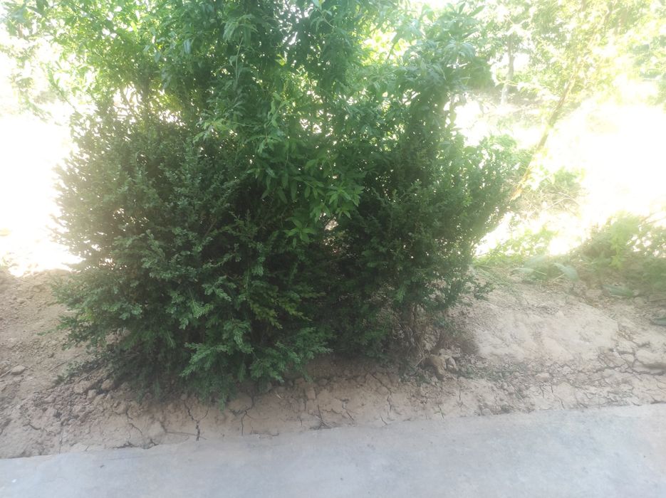 Shamshod 8yilgi bahor nafasi