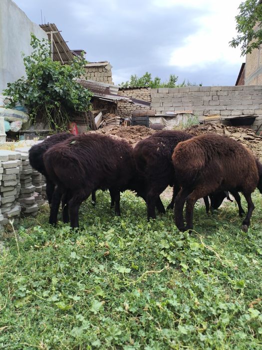 Qochqorlar sotiladi 4300 faqat srochna