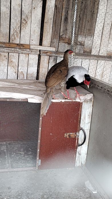 Vând fazani arginti sau schimb cu porumb contra valoarea lor