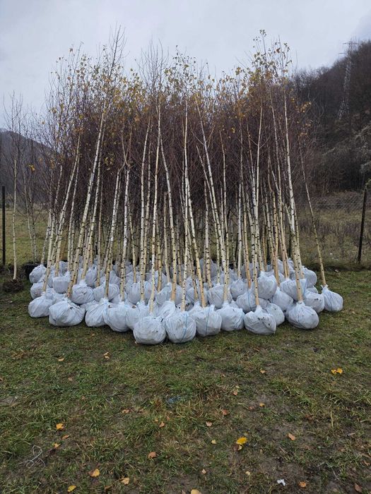 Vand Mesteacan , Tei , Platan , Artar de camp, Stejar. Plante de Padure.