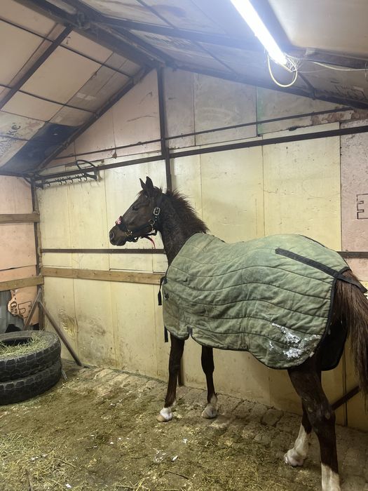 Продаже лошадь жеребчик